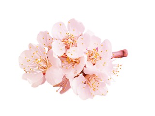 Sakura.