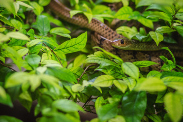 Cute Indochinese rat snake (Ptyas korros) is slithering on tree with green leaves background. Chinese ratsnake or Indo-Chinese rat snake, is a species of colubrid snake endemic to Southeast Asia.
