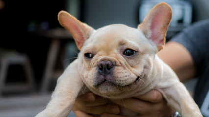 French Bulldog puppy is smiling. The dog hold by its owner.