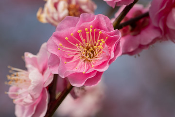 Red flower plum blossoms in Urban Agricultural Park in Adachi city, Tokyo, Japan