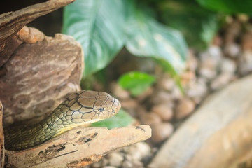 The king cobra (Ophiophagus hannah), also known as hamadryad, is a species of venomous snake in the family Elapidae. The largest venomous snake species in the world. The majestic King Cobra