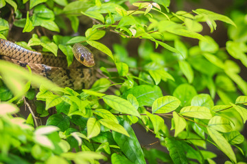 Cute Indochinese rat snake (Ptyas korros) is slithering on tree with green leaves background. Chinese ratsnake or Indo-Chinese rat snake, is a species of colubrid snake endemic to Southeast Asia.