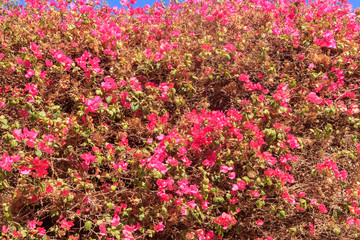 Obraz premium Beautiful blooming bougainvillea in garden
