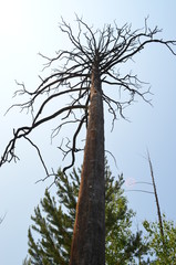 Fototapeta premium taiga, TRANS-Baikal territory