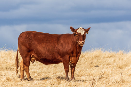 Brown cow standing in a pasture looking