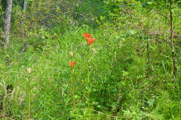 taiga, TRANS-Baikal territory