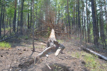 taiga, TRANS-Baikal territory