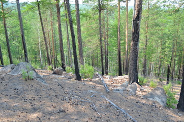 taiga, TRANS-Baikal territory