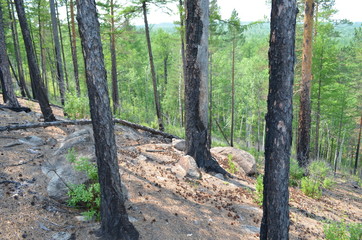 taiga, TRANS-Baikal territory