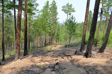 taiga, TRANS-Baikal territory