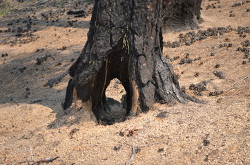 taiga, TRANS-Baikal territory