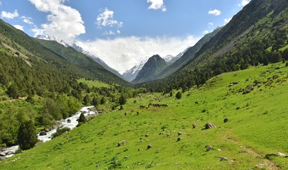 Fototapeta na wymiar Beautiful view in the Tian Shan mountains. Central Asia, Kyrgyzstan 