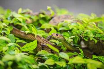 Cute Indochinese rat snake (Ptyas korros) is slithering on tree with green leaves background. Chinese ratsnake or Indo-Chinese rat snake, is a species of colubrid snake endemic to Southeast Asia.