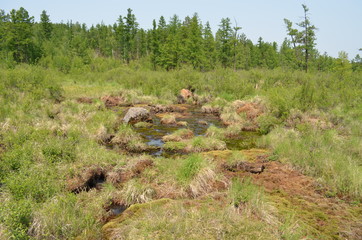 taiga, TRANS-Baikal territory