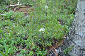 taiga, TRANS-Baikal territory
