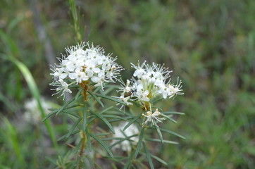 taiga, TRANS-Baikal territory