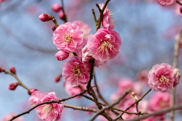 Red flower plum blossoms in Urban Agricultural Park in Adachi city, Tokyo, Japan
