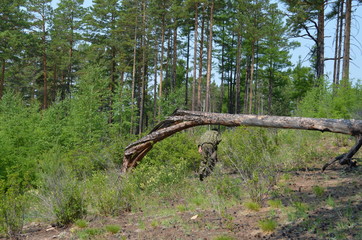 taiga, TRANS-Baikal territory