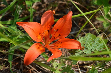 taiga, TRANS-Baikal territory