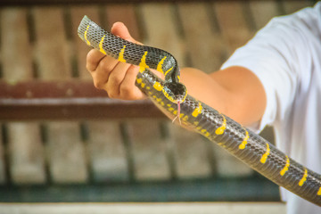 A man is using bare hand to catch the Boiga dendrophila snake, commonly called the mangrove snake or gold-ringed cat snake, is a species of rear-fanged colubrid from southeast Asia.