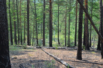 taiga, TRANS-Baikal territory