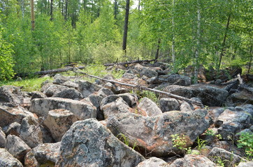 taiga, TRANS-Baikal territory
