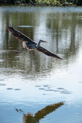 Naklejka premium Heron flying low over pond