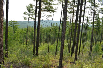 taiga, TRANS-Baikal territory
