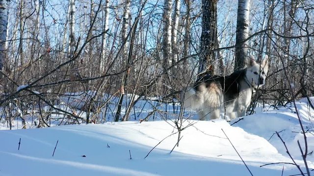 A pet husky wolf dog explores the forest on a cold and sunny winter day.
