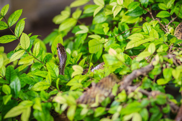 Cute Indochinese rat snake (Ptyas korros) is slithering on tree with green leaves background. Chinese ratsnake or Indo-Chinese rat snake, is a species of colubrid snake endemic to Southeast Asia.
