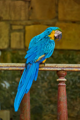 The Blue-and-gold Macaw
