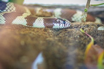 Desert Kingsnake (Lampropeltis getula splendida), a subspecies of kingsnake native to Texas,...