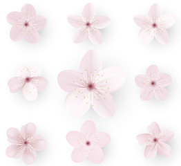 Realistic sakura or cherry blossom; Japanese Spring Flower Sakura; Pink Cherry Flower.
