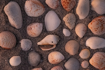 Lay flat of shells on the beach