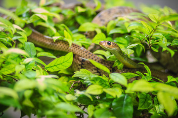 Cute Indochinese rat snake (Ptyas korros) is slithering on tree with green leaves background. Chinese ratsnake or Indo-Chinese rat snake, is a species of colubrid snake endemic to Southeast Asia.