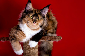 Huge maine coon cat on red background, isolated, studio.