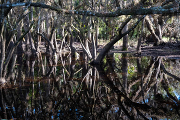 Obraz premium Reflections of trees in water