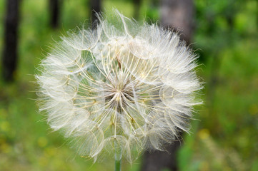 Fototapeta premium salsify 