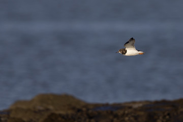 A ruddy turnstone (Arenaria interpres) flying at full speed along the coast.