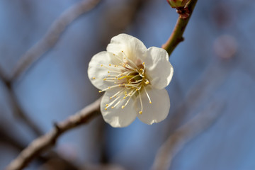White plum blossoms in Adachi city Urban Agricultural Park, Tokyo, Japan