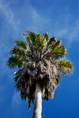 Green palm tree against a blue sky background