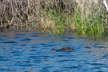 aligator in water