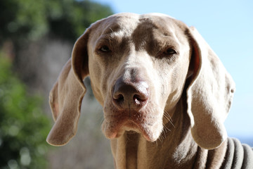 weimaraner dog