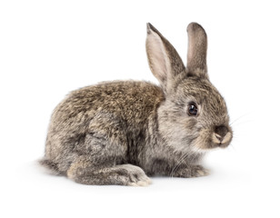 Cute grey little rabbit