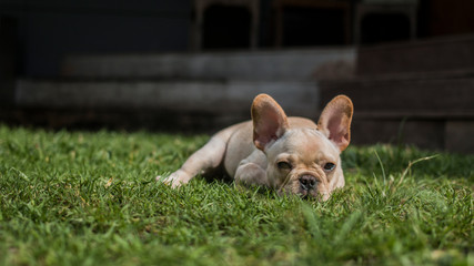 Portrait of French Bulldog puppy lay on the grass field. 