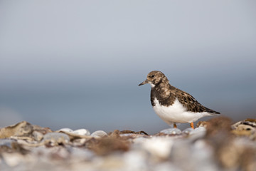 A ruddy turnstone (Arenaria interpres) walking and foraging in a sandstorm in the morning sun on the Island Heligoland
