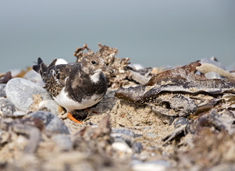 A ruddy turnstone (Arenaria interpres) walking and foraging in a sandstorm in the morning sun on the Island Heligoland