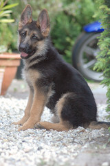 German Shepher puppy 