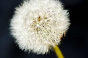 Soffione 