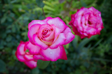 Pink roses with water drops, on green background